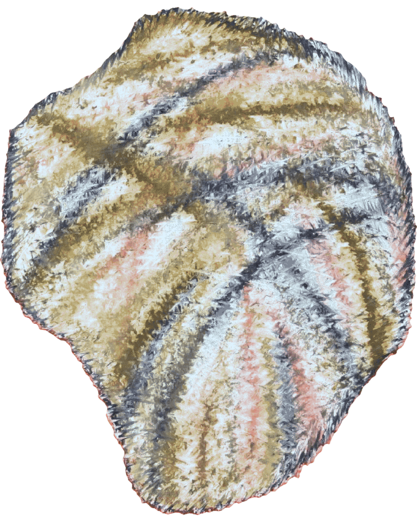 PARMELIA SULCATA Clairis