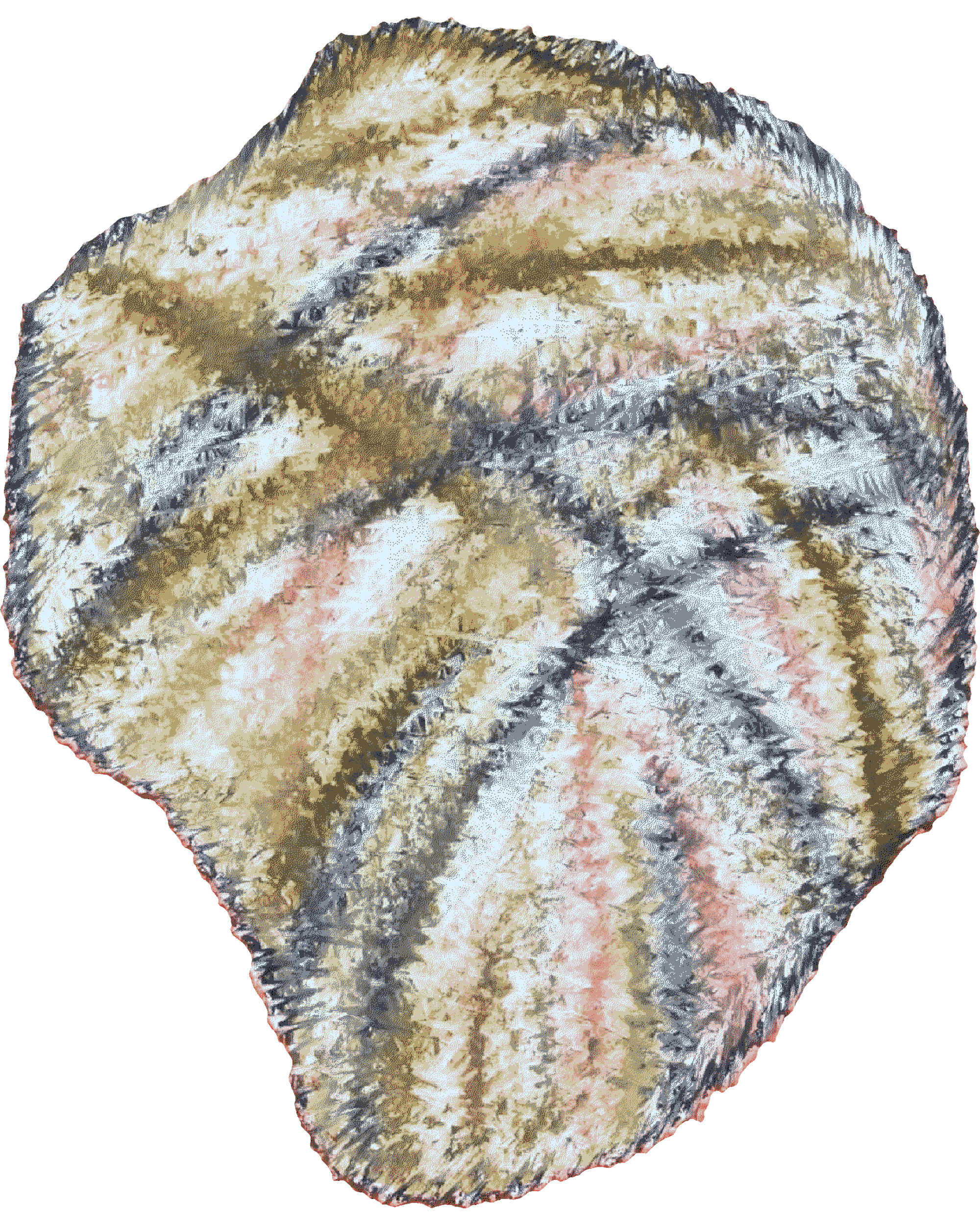 PARMELIA SULCATA Clairis